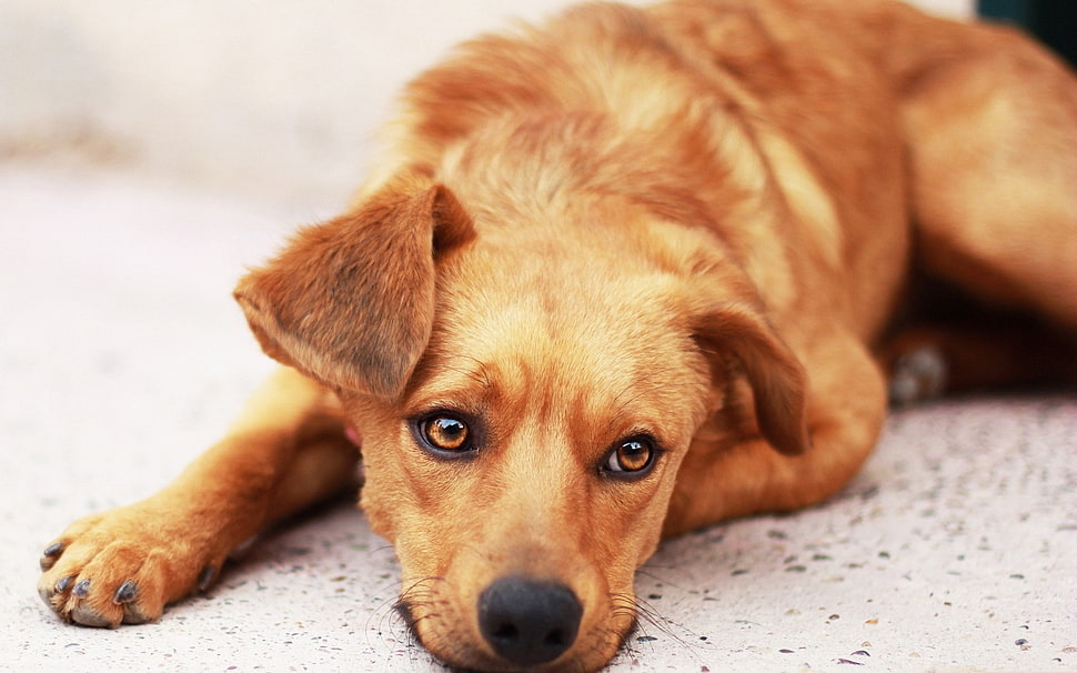 red Vizsla puppy HD wallpaper